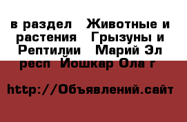  в раздел : Животные и растения » Грызуны и Рептилии . Марий Эл респ.,Йошкар-Ола г.